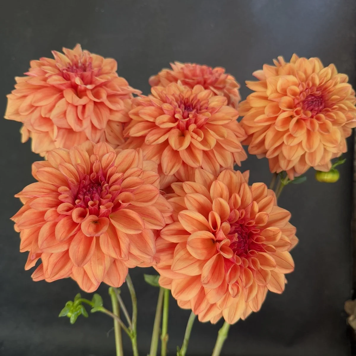 Yuukyu Dahlia — GOLDENROD GARDENS